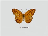 藏品(琺蛺蝶)的圖片